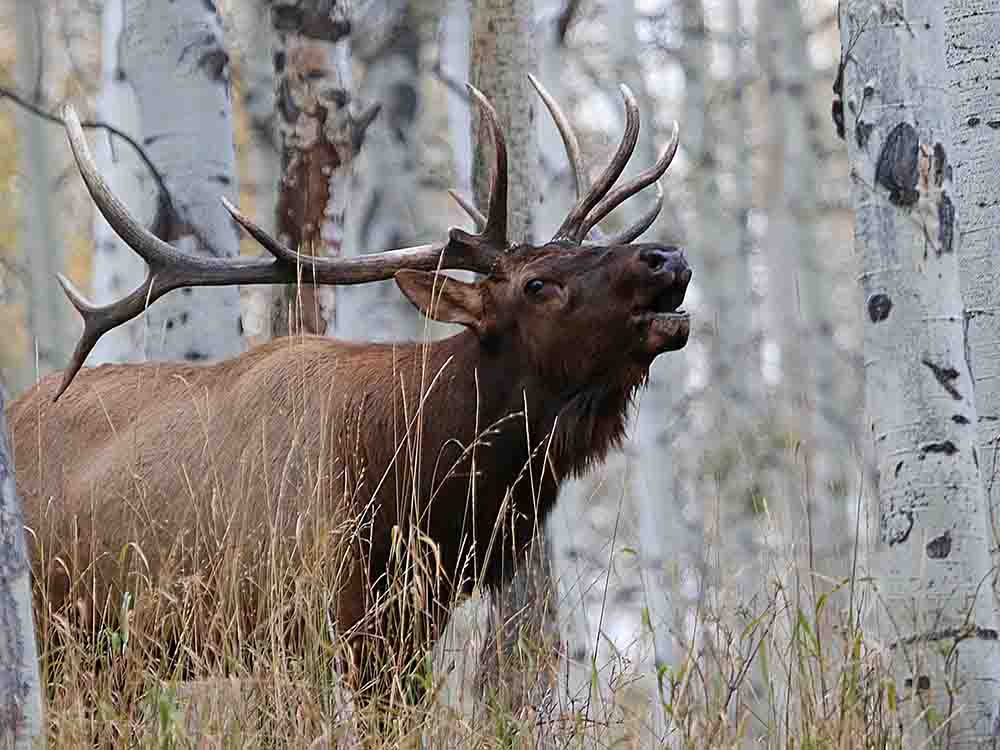 A Bugling Elk